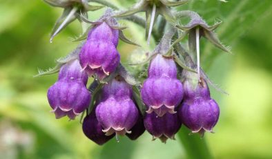 Allantoin nedir, nelerde bulunur? Allantoin cilde yararları nelerdir?