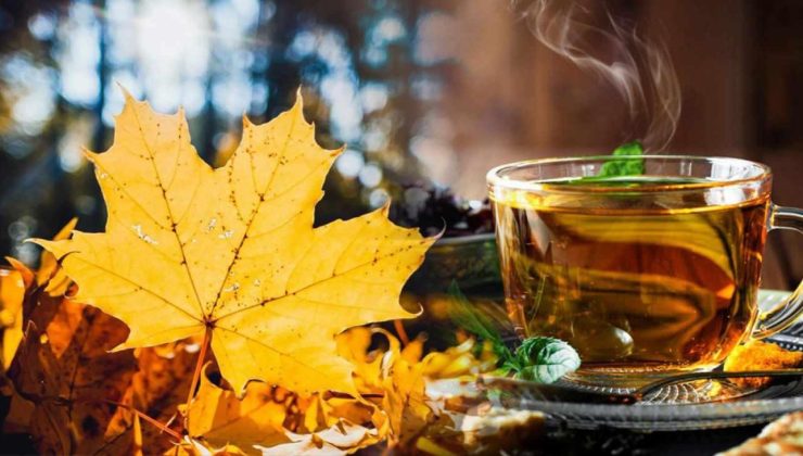 Kireçlenmeyi anında bitiren çınar yaprağı kürü nasıl yapılır? Çınar yaprağı kürünün yararları