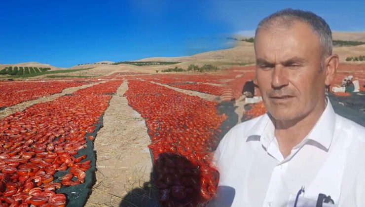 Malatya’da kurutmalık domates hasadı başladı!